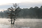 bayou with fog