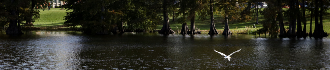 image of the bayou on a pretty day