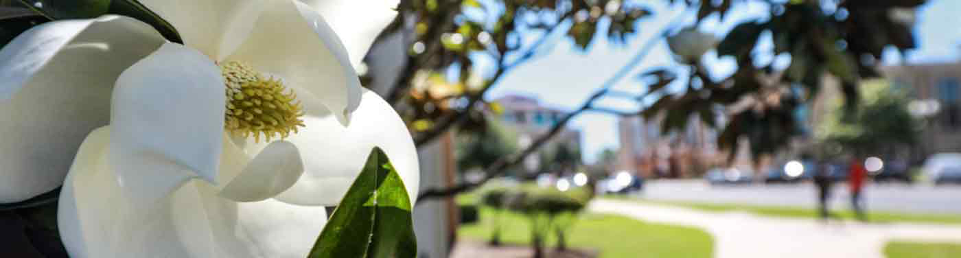 sunny day photo of magnolia flower on campus