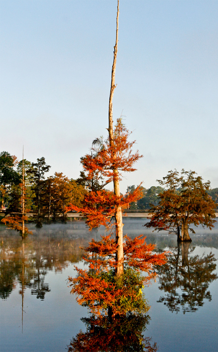 fall cypress tree in bayou