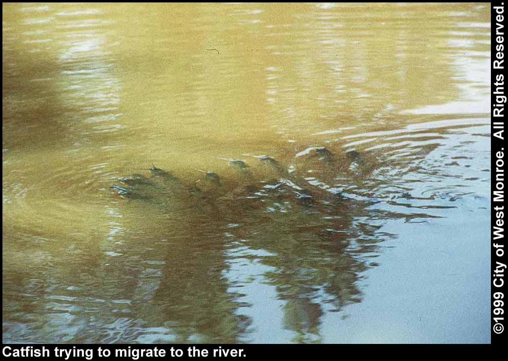 Photo: Catfish
