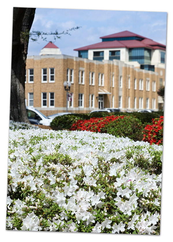 photo of flowers and buildings on campus