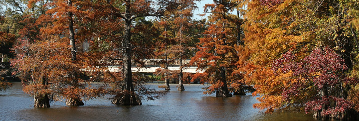 Scene of Bayou Desiard water and trees